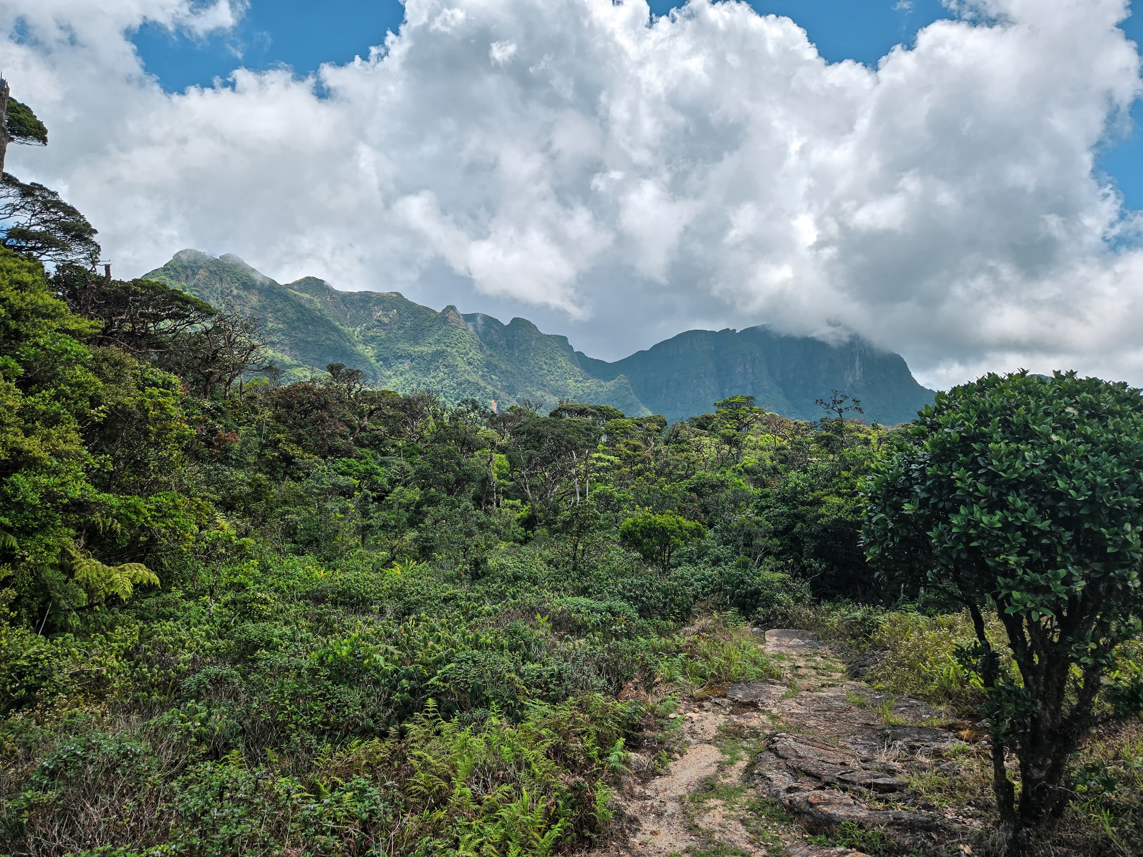 Knuckles Five Peak Mountain trail – photo 5