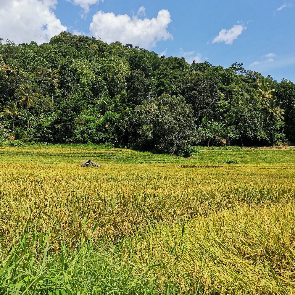 Narampanawa Traditional Village Tour – photo 4